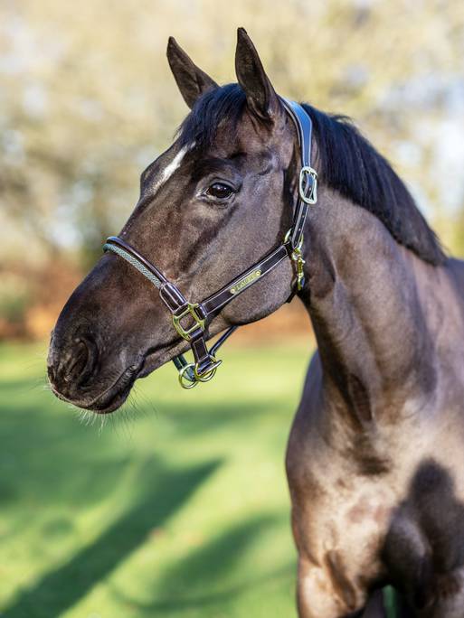 Rope Control Headcollar/ Halter Brown Cob